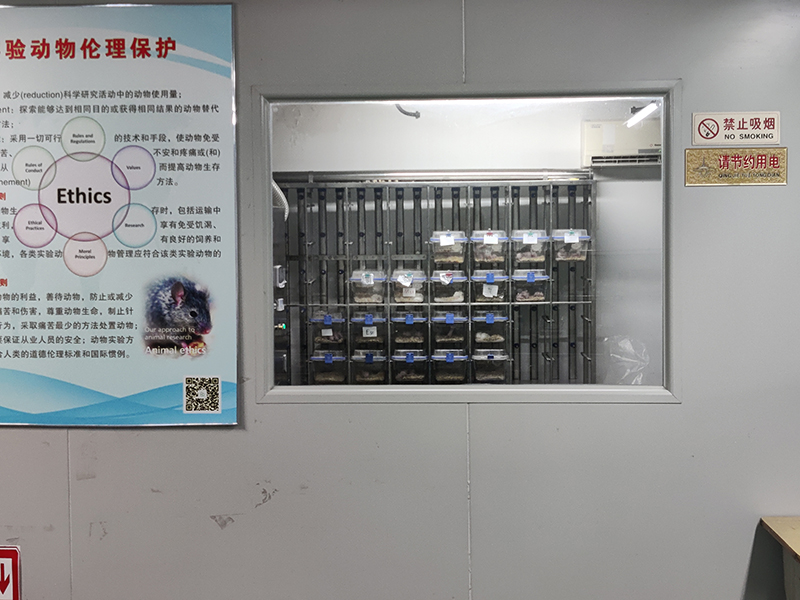 动物实验